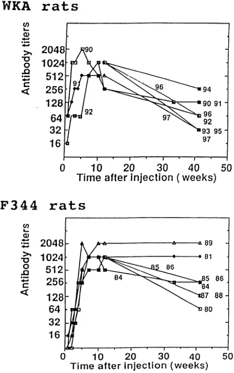 FIG. 2.89rats are Antibody response against HTLV-1 Gag in WKA and F344 injected with MT-2 cells