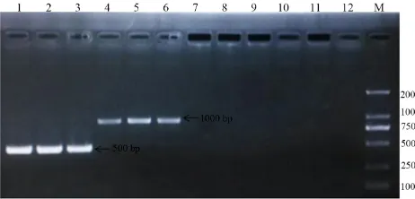 Figure 1. PCR products obtained using specific primers and DNA extracted from the collected root-knot nematodes