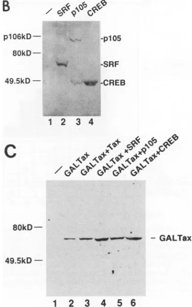 FIG.12waswasNIHprecursorthep105-transfectedencodingexpressionthreeencoding(A)Thetheantibody.(barthej,g),ug)10),1