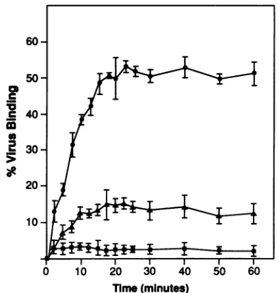 FIG. 1.withvirusHeLapurified3H-EMCrepresentsdeterminedand Time course and competition of EMC virus binding to cells