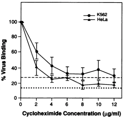 FIG. 3.andHeLaalone)treatment(value Effect of trypsin and neuraminidase treatment on binding of EMC virus to HeLa and K562 cell membranes