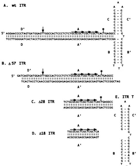 FIG.1.basesTzontalfurthercleavagedescribedregion (E). Sequences of probes. wt ITR (A) was made as previously (1)