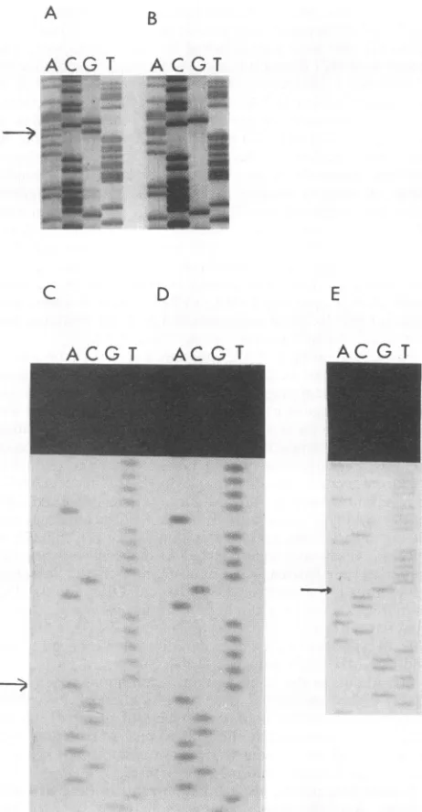 TABLE 4. Additional mutations in MHV A59 tsand revertant viruses