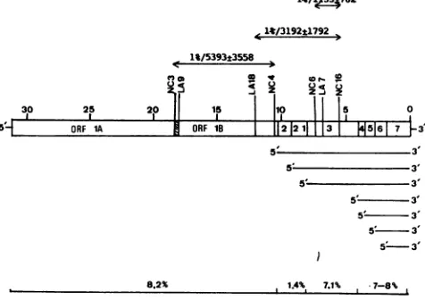 TABLE 7. Standardized 1% recombination frequency between different combinations of MHV-A59 ts mutants