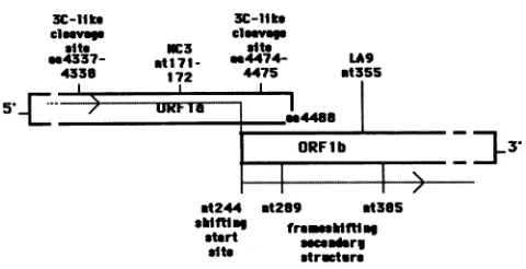 FIG. 4.mutationssitesframeshiftinglargeribosomalORF The location of the group C mutants with respect to the frameshifting site