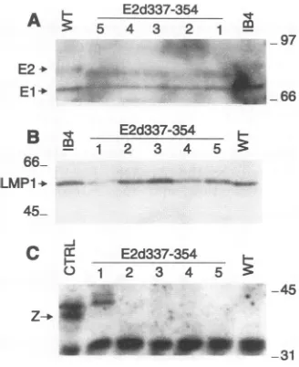 FIG.1.weeksTheormissivecontainingindependent E2d337-354 Summary of outgrowth of LCLs following infection with wt recombinant virus