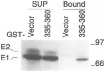 FIG. 4.withbypreclearedtheloadedE2,355-432,(EBV+) fluorography. Cellular proteins bound to EBNA-2 region 3