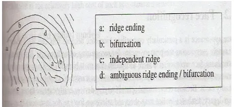 Fig. 2 shows a piece of thinned fingerprint structure with some of these features: ridge endings, ridge bifurcations , independent ridge, etc