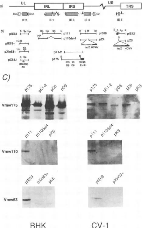 FIG.1.theportion Location of the HSV-1 IE genes in the viral genome and structures of IE gene-containing plasmids