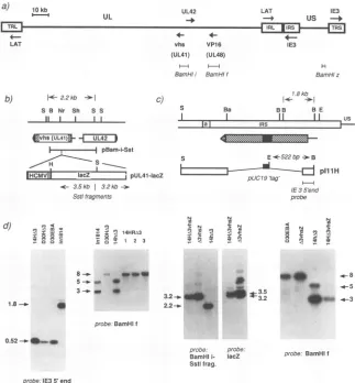 FIG. 3.given.viruses.containedlocationswithinservegeneextent(UL)theby3inthehasindicated 5'-end the cleavage Construction and analysis of genetic modifications to the HSV-1 genome