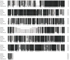 Figure 2. Phylogenetic analysis of the chTRAF6 protein. The tree was constructed using the MEGA 5.1 software and the scale bar is 0.02.