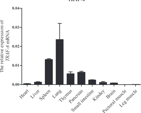 Figure 3. Tissue distribution of the chTRAF6 gene in healthy chickens, as determined by qRT-PCR analysis