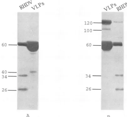 FIG. 3.bothBar, Electron micrographs of RHDV from infected rabbit liver (A) and VLPs from supernatant of Sf9 cells infected with Bac G3.12 (B), purified by CsCl gradient