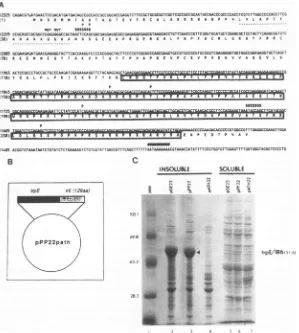 FIG.1.vector.produceofaminoinsert4,fusionLanes: pATH22 PBS. Expression of the TrpE/1R6 fusion protein