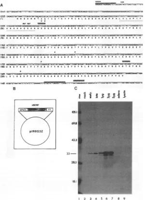 FIG. 2.BamHIcorrespondingfromtranslatedmolecular9,(C)aIR6 final rabbit Anti-IR6 antiserum specifically recognizes in vitro translated IR6 polypeptide