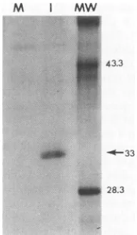 FIG. 5.wereTrpE/1R6cold0,perofamountsinMock-infected untreated, vitro the Analysis of potential signal sequence processing and N-linked glycosylation of the IR6 gene product