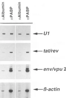 FIG.1.construct.cellsspecifictransferredextractcorrespondingPABIapparentusedIPTG.describedSizes[35S]methionine-cysteine