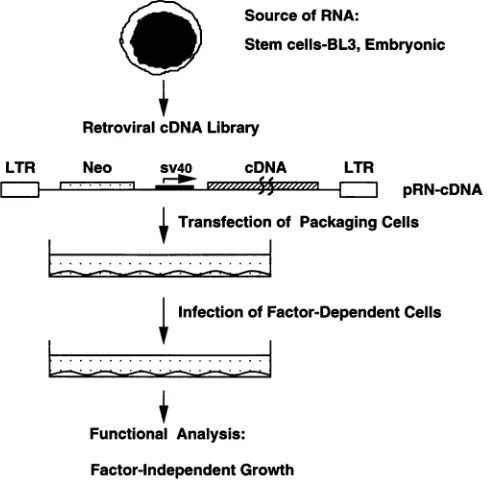 FIG. 2.cDNA,cDNApromoter(TK) Structures of the retroviral cDNA library vector, pRN- and its parental vector, pRN