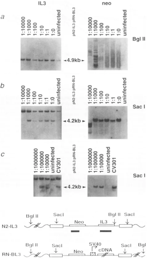 FIG.iibi......DNA 8. Southern blot samples extracted from
