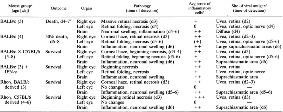 TABLE 1. Pathology and course of disease in young mice infected with HSV-1 strain F