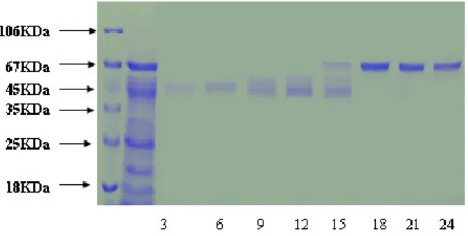 Fig. 3: SDS spage analysis of precipatated protein fraction a12.5% SDS gel was run for theanalysis of 40%, 50%, 60%, 70%, 80%, 90% ammonium sulfate fractions represented inlanes 1-6 respectively