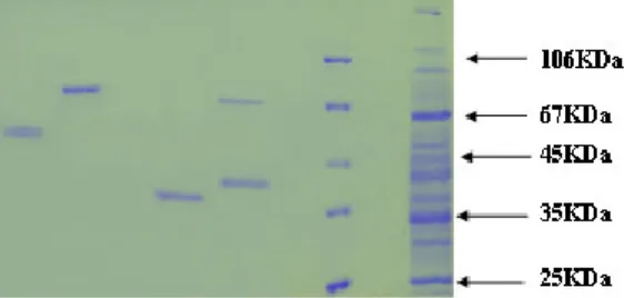 Fig. 11: SDS page of purified 25KDa protein (Volume loaded in each lane 20µl)