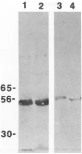 TABLE 2. Primary induction of CTL in vitro withDC transfected with plasmid DNAa