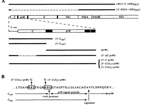 FIG.1.genome,proteinsThedrawninandhorizontalrecombinantprotease-containingforThepeptidebyboxes.CintanchorencodingwhichpolyproteinCvirdeleted.Methods.horizontalmarkedsubjectedspondingRRS vitro A schematic representation of proteins encoded by the WN express