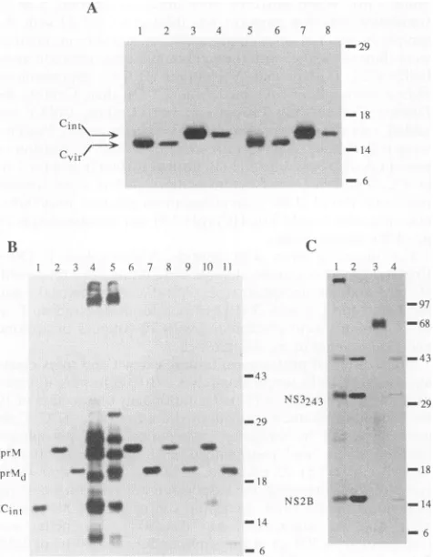 FIG. 2. prestained Characterization of in vitro transl molecular weight markers (Gil