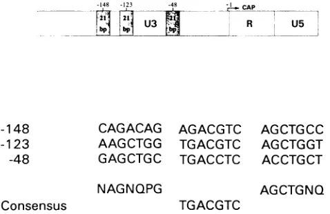FIG.1.Thecorrespondssequencenucleotide;regionLTR.elements Locations and sequences of the TAR repeats of the BLV (Upper part) The three 21-bp TAR repeats are located in the U3 of the BLV LTR (shaded boxes)