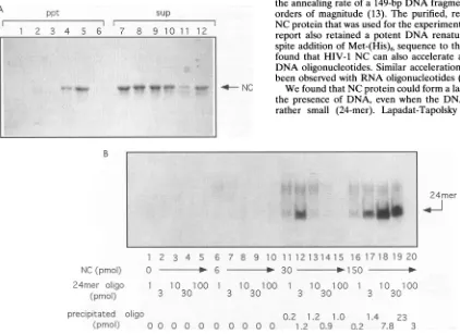 FIG. 7.waswerebuffer,TheTheNC7,mMEppendorflanesCoomassie no (A) NC protein aggregates in the presence of a short oligonucleotides