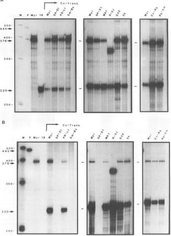 FIG. 7.ofpSV.P18Aaretotalindicate total RNase protection using the gag antisense probe