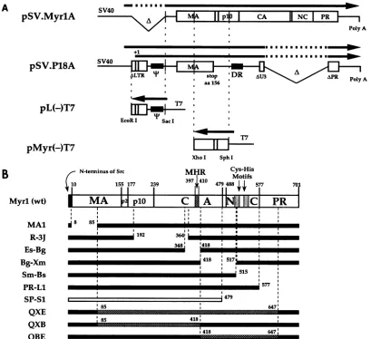 FIG.1.full-lengthdeletionNoteCross-hatchedN-terminalCACA,elementsindicatedaa, (A) Transcription units of SV40-based and T7 expression vectors