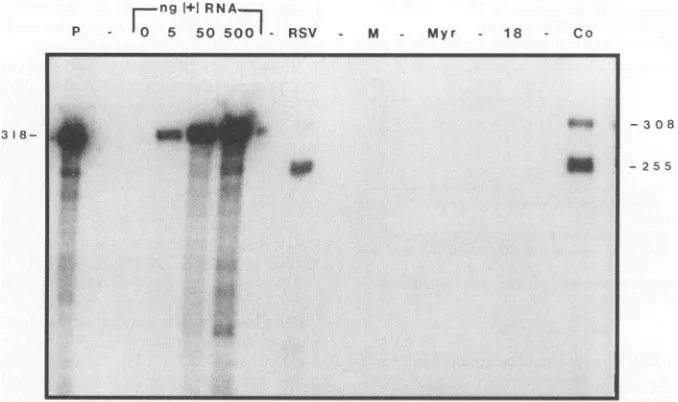 FIG. 2.cotransfectionmediumdesignatedindicatedSR-Atranscribed RNase protection analysis of particle RNA