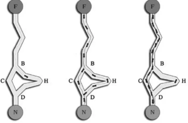 Fig. 1: Ant Behavior towards different routes from source to destination. 