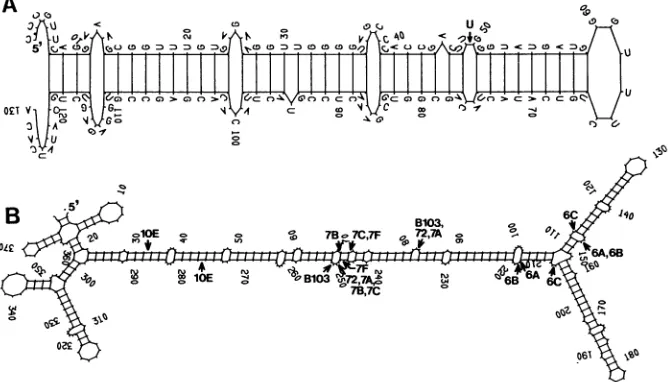 FIG. 5.structuresposition(B103)1 in Computer predicted secondary structures for 130-nt segment which was duplicated in DI-Rl (A) and region III/IV of DI-73 (B)