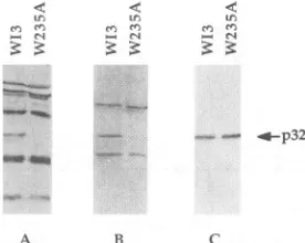 FIG. 5.Amplificationdaysamplification PCR of two-LTR circles. Extracts of C8166 cells infected 3 previously with virus stocks were subject to 40 cycles of PCR using primers specific for the two-LTR circle junction