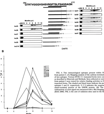 FIG. 4.fromfromoftruncatedasepitopesradioactivityamino-terminal(BAS described two Two immunological epitopes present within HVR1 I-1 patient I