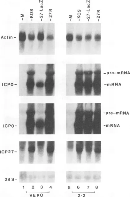 Fig. 7Aexpression. butPrecursor