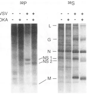 FIG. 7.eithertreatedteinsbufferCytoplasmicandannucleitractsacrylamide Urea-polyacrylamide gel electrophoretic separation of pro- from VSV-infected and uninfected cells made in the presence absence of OKA