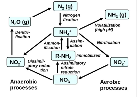 Figure 6. Nitrogen cycle in the composting environment, according to Douglas (1994) 