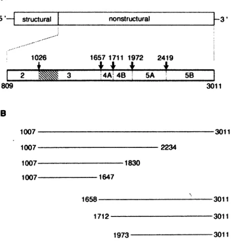 FIG.1.vaccinia5'-terminalDiagramNSthebonds.drawnLinesthenontranslatedthediagram HCV genome structure and expression constructs