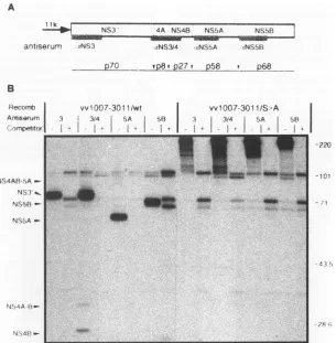 FIG.1.HCVHCV-specificNS3'-5Bareisolatedin the 2. Proteolytic processing of an NS3'-5B polyprotein expressed with recombinant vaccinia viruses