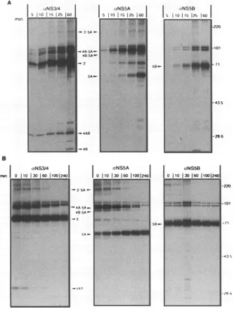 FIG. 3.minimmunoprecipitationrecombinant Kinetic analyses of NS3'-5B polyprotein processing by continuous and pulse-chase labelling