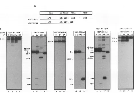 FIG. 4.thenHCVapparent Cleavage of an NS3'-5B polyprotein in trans. (A) Schematic representation of the HCV NS3'-SB and NS3'-5A' polyproteins and the molecular weights of processing products