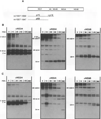 FIG. 6.incubatedalmost(aminoa(A) combination Pulse-chase analysis of NS3'-5B polyprotein processing in trans by the NS3 proteinase in the presence and absence of NS4 sequences