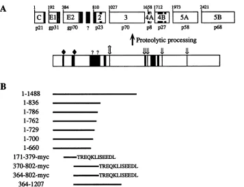 FIG.1.TheNS5B),constructsproteinasesequence.kilodaltons).orientedrepresentin some HCV genome structure and expression constructs
