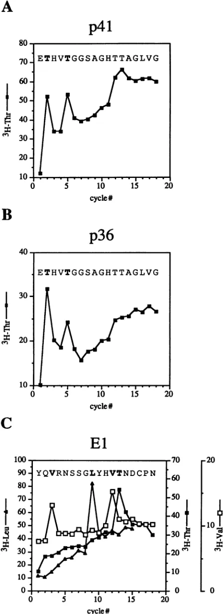 FIG. 2.withp41 N-terminal sequence analyses of the E2-specific proteins (A) and p36 (B) and of El (C)