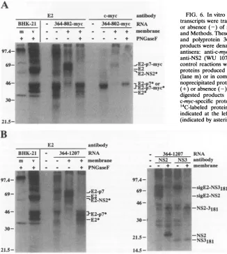 FIG. 5.alignedHCV-J8 Alignment of the HCV E2/p7 and p7/NS2 cleavage sites. The amino acid sequences around the E2/p7 and p7/NS2 cleavage sites are for the following HCV isolates: HCV-H (14, 38), HCV-1 (11), HCV-J (39), HCV-JT (67), HCV-BK (66), HCV-T (9), 