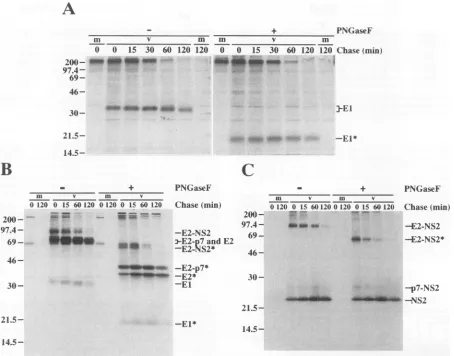 FIG. 7.vTF7-3describedWUPNGaseF,at the Processing kinetics in the HCV structural-NS2 region